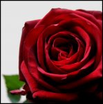 Rose II.jpg