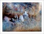krokodil_makro.jpg