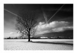 DSC_0007-Lone Tree.jpg