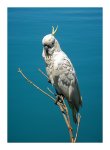 DSC01496-Cockatoo.jpg