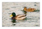 DSC_0070_Ducks.jpg