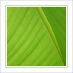 natural lines I.jpg