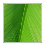 natural lines II.jpg