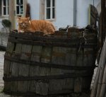 Katze.jpg