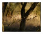 morgens um 9 im wald_1.jpg