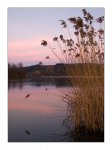 DSC_0036-Reeds In The Evening Light - Aare bei Berken.jpg