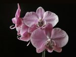 Ros Orchidee.jpg