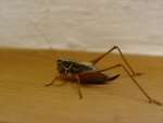 DSC01835_.JPG