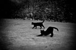 Katzen.jpg