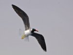 Vogel-im-Flug.jpg