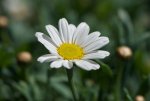 DSC_6527.jpg