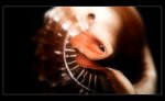 Schnecke1.jpg