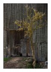 DSC_0260-Barn with tree in the morning light-Schwarzbubenland-Kt-Solothurn2.jpg