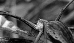 Spinne2.1foto-faq.jpg