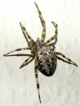 Spinne P880.JPG