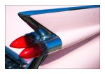 DSC_0415-Pink Wing.jpg