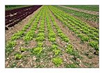DSC_0337-Kulturlandschaft-Lettuce.jpg