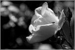 IMG_5545.jpg