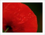 mohn_1.jpg