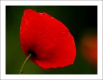 mohn_3.jpg