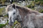 Dartmore Wildpferd DSC_1821_897x596_(C).jpg