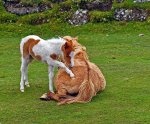DSC_1825_815x673.jpg