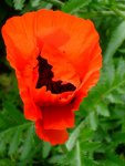 Klatschmohn_900.jpg