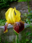 Iris_900.jpg