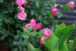 Sigma_18_200_50mm_900.jpg