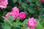 Sigma_18_200_135mm_900.jpg