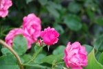 Sigma_18_200_200mm_900.jpg