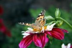 9889 Schmetterling.jpg
