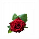 the rose.jpg