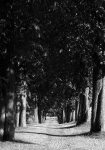 Allee.jpg
