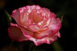 IMG_4902bk.jpg