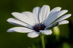 IMG_4908bk.jpg