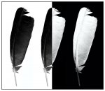changing-sides2.jpg