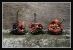 forgotten-children2.jpg