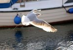 IMG_1476A_edited.JPG