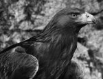 Steinadler sw skal.jpg