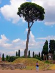 Baum_Palatino.JPG