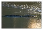 DSC_0418-Saltwater Crocodile-East Alligator River-Kakadu Natl Park-NT-Australia.jpg