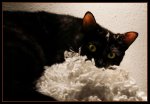 Halloween-Cat.jpg