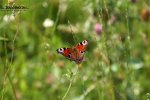 bearbeitet_IMG_6481.jpg
