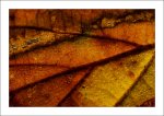 herbst2.jpg