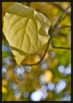 Blatt_900_Rahmen.jpg