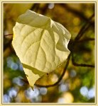 Blatt_2_900_Rahmen.jpg
