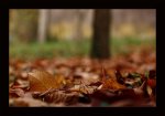aufrecht durch den Herbst.jpg