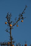 winterapfel.jpg
