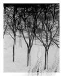 den-Wald.jpg